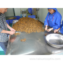 huang lian gold thread plant Coptis